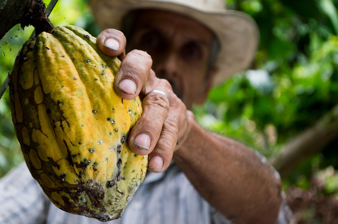 Sabores do Brasil Deliciosas Receitas de Licores para Brindar a Vida